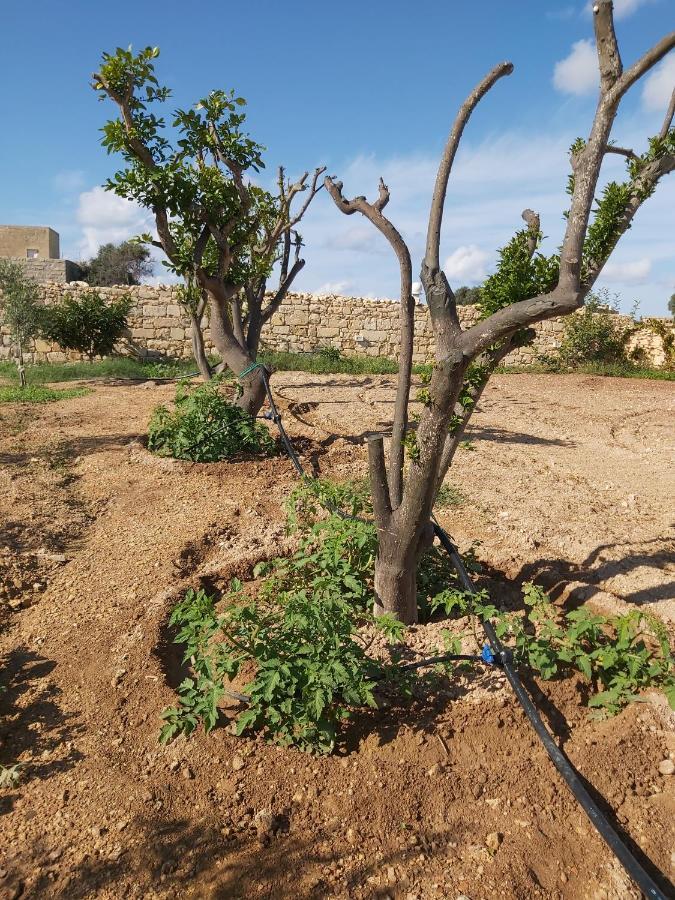 Four Winds Farmhouse Villa Birżebbuġa Kültér fotó